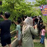 Promo Gamma Grape Experience