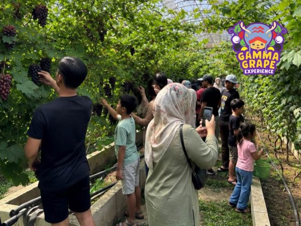 Promo Gamma Grape Experience