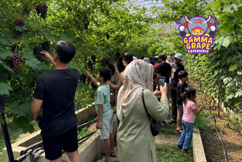 Promo Gamma Grape Experience